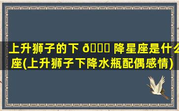 上升狮子的下 🐅 降星座是什么座(上升狮子下降水瓶配偶感情)